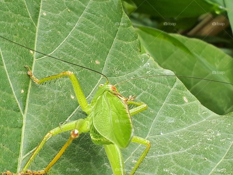 Grasshopper