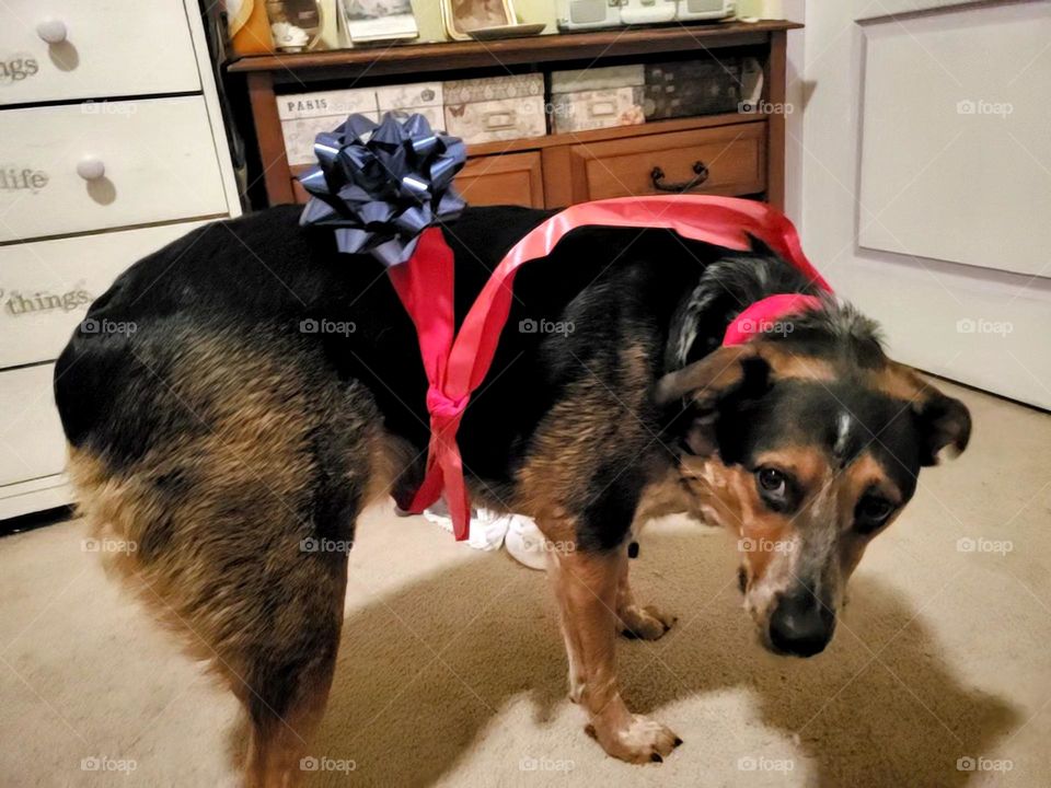 Puppy dressed up for Christmas! Handsome tricolor Texas Heeler