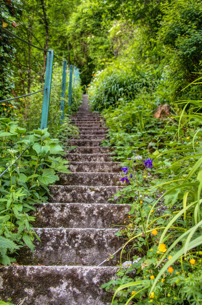 Stairway in the jungle