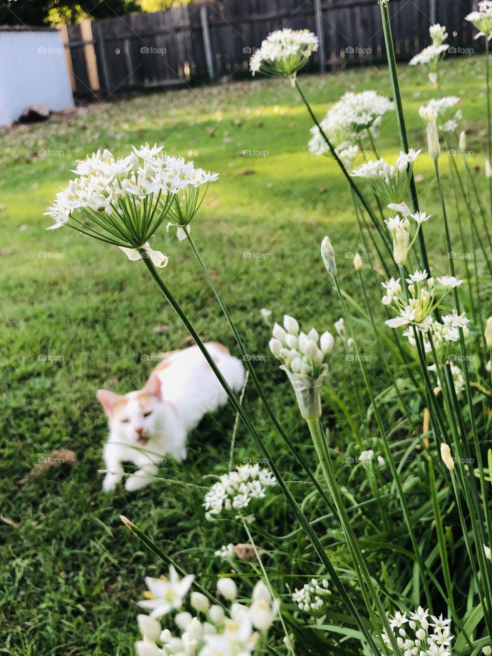 fall flowers and cat