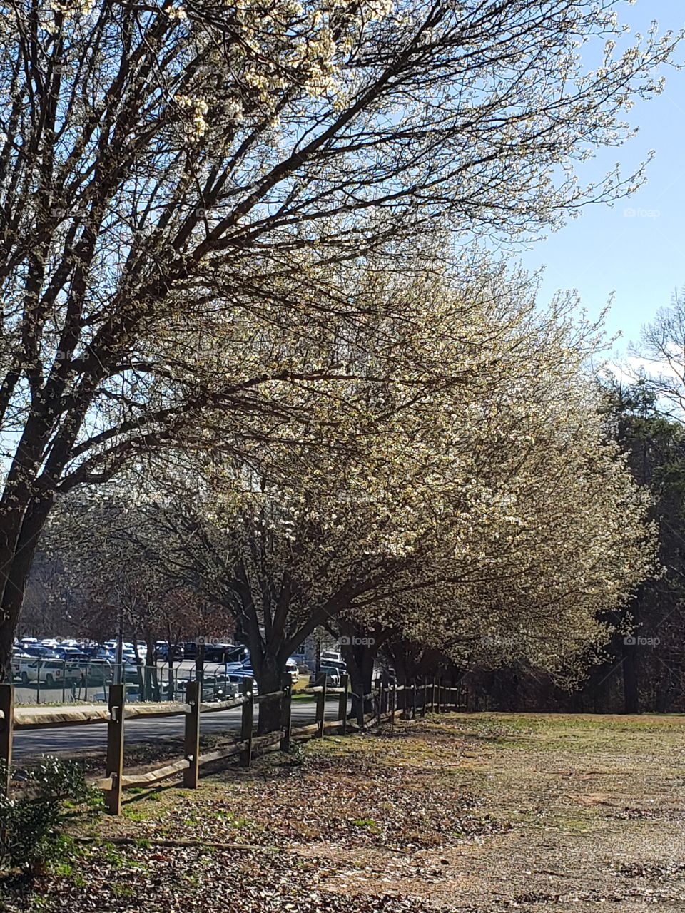 Tree, Landscape, No Person, Branch, Nature