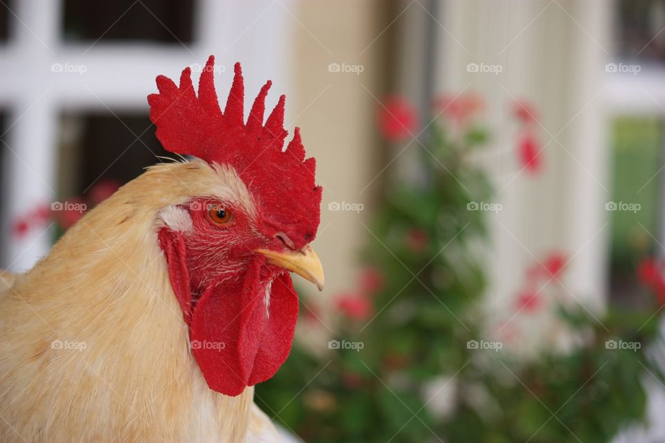 Close-up of a rooster chicken