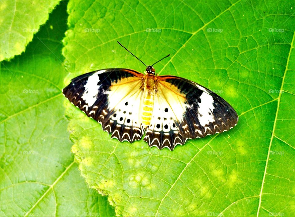 Large exotic butterfly on a bright green leaf 