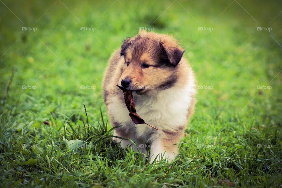 Puppy with leaf