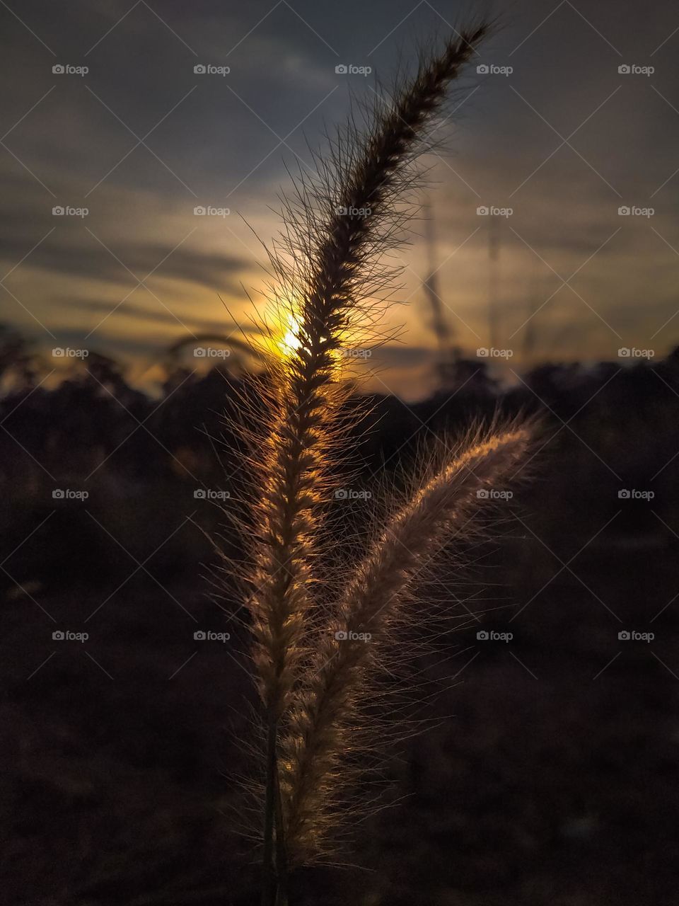 The sun goes down through the grass