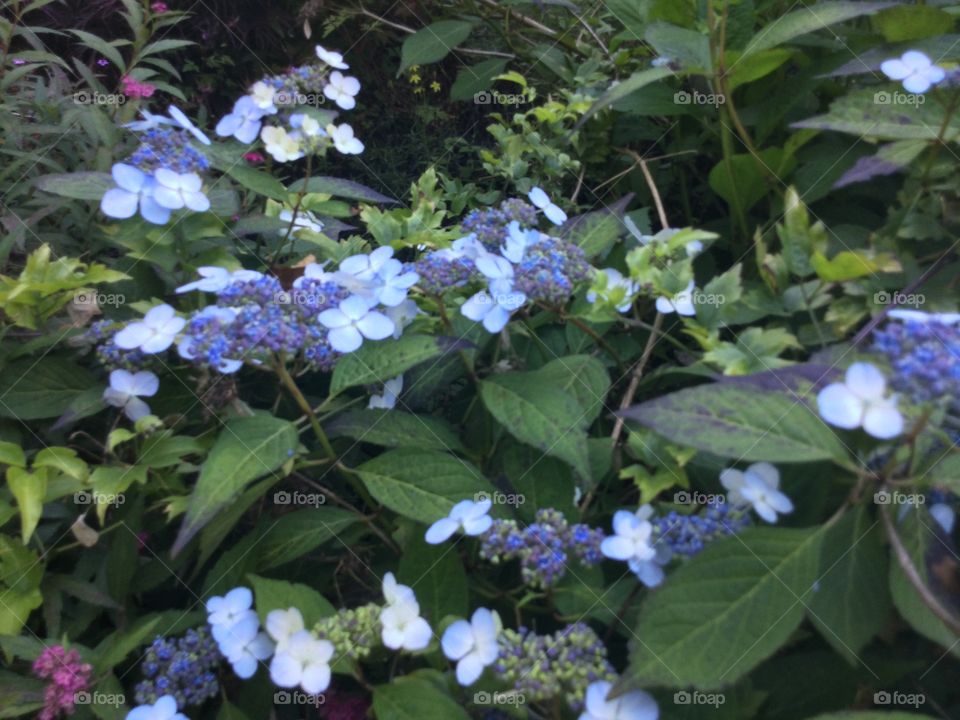 Blue Flowers in a Garden 