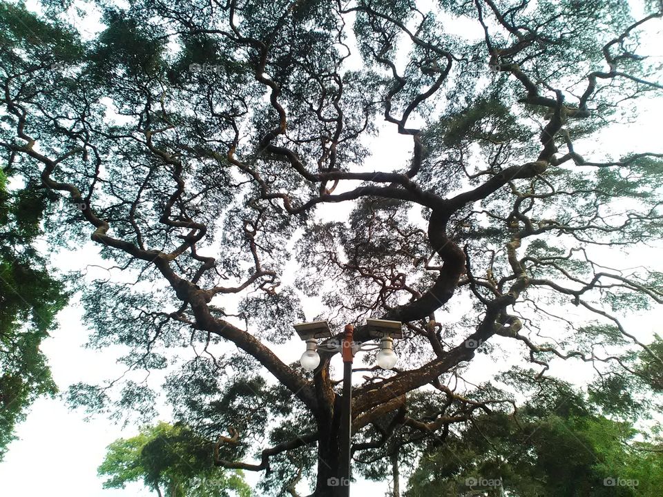 magnificent tree