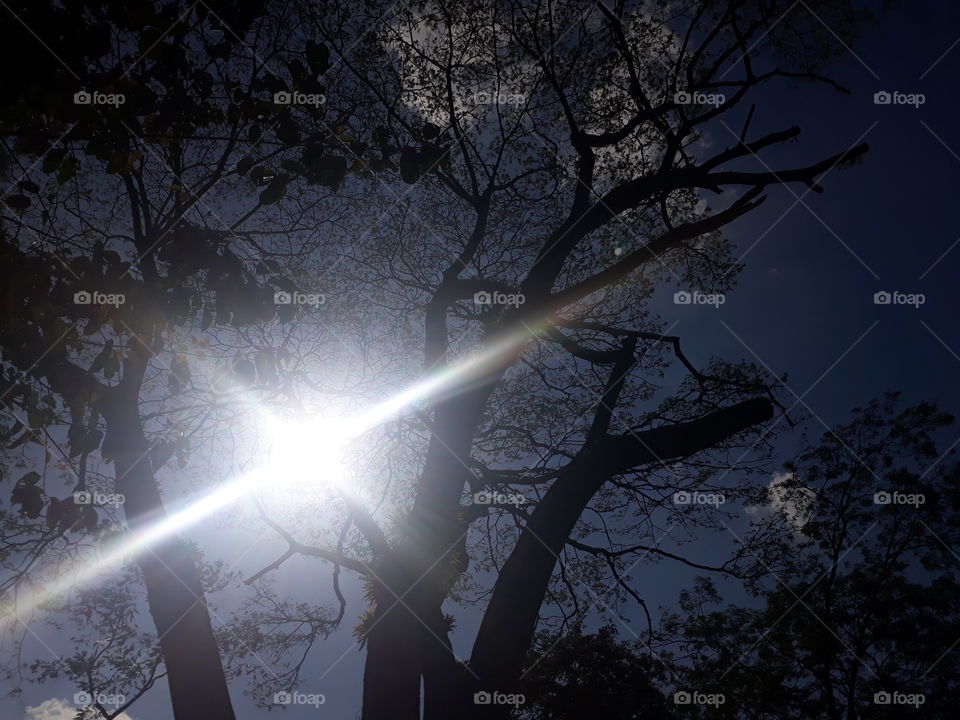 tree sunight and shadow