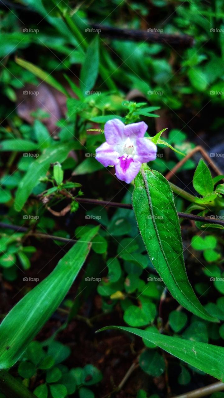 Small beautiful flowers grow wild on the edge of the garden