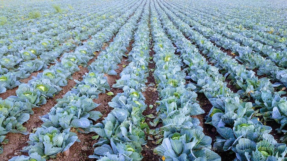 Organic cabbages field 🥬🥬 Healthy foods 💚