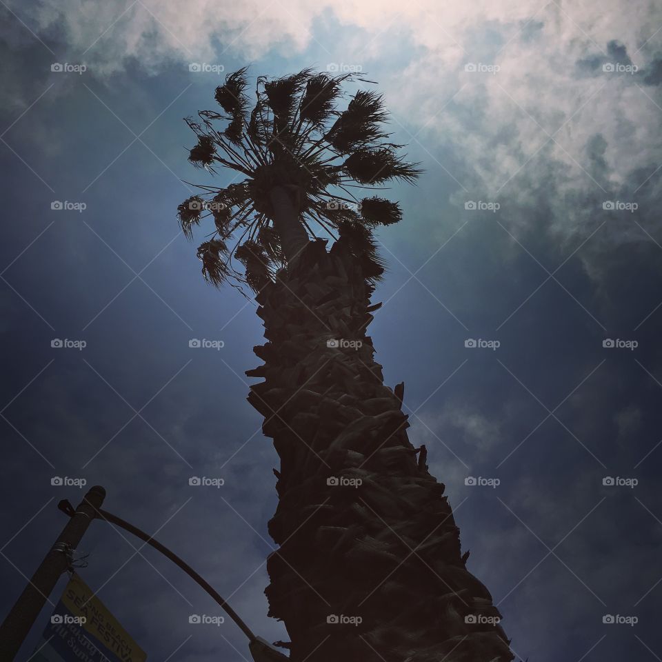 Palmtree