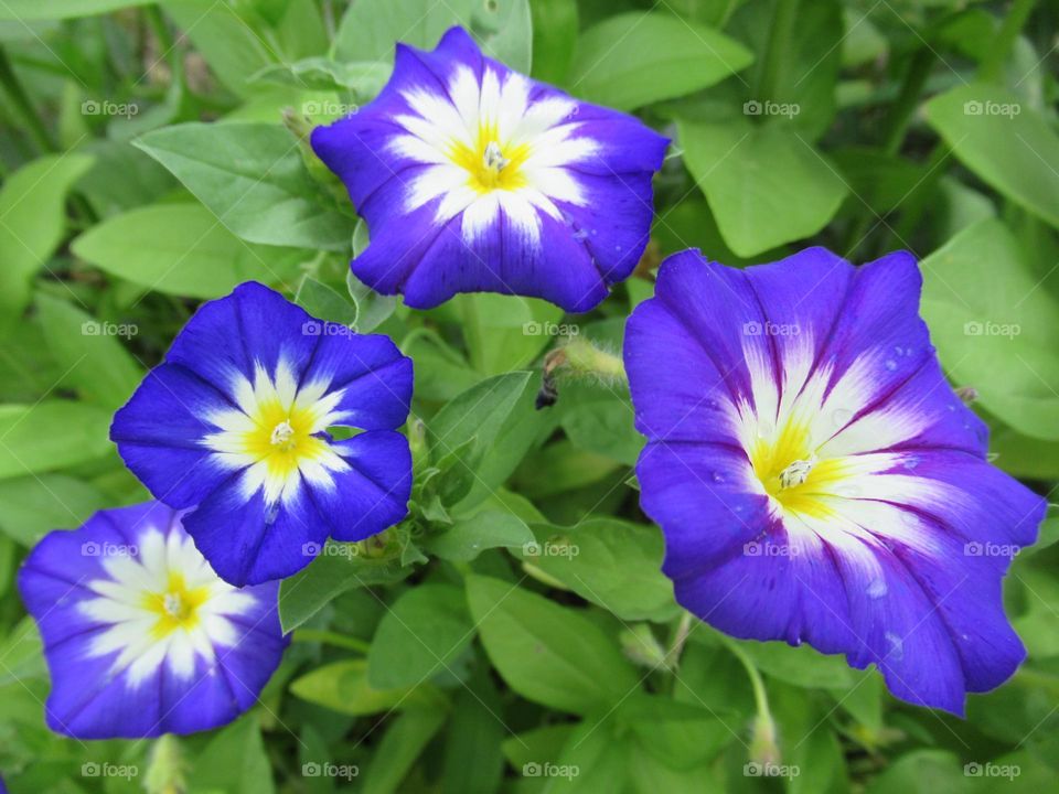 flowers of my garden,