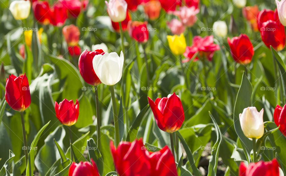 red and white tulips in flower field . Spring time concept.  Kiss of spring