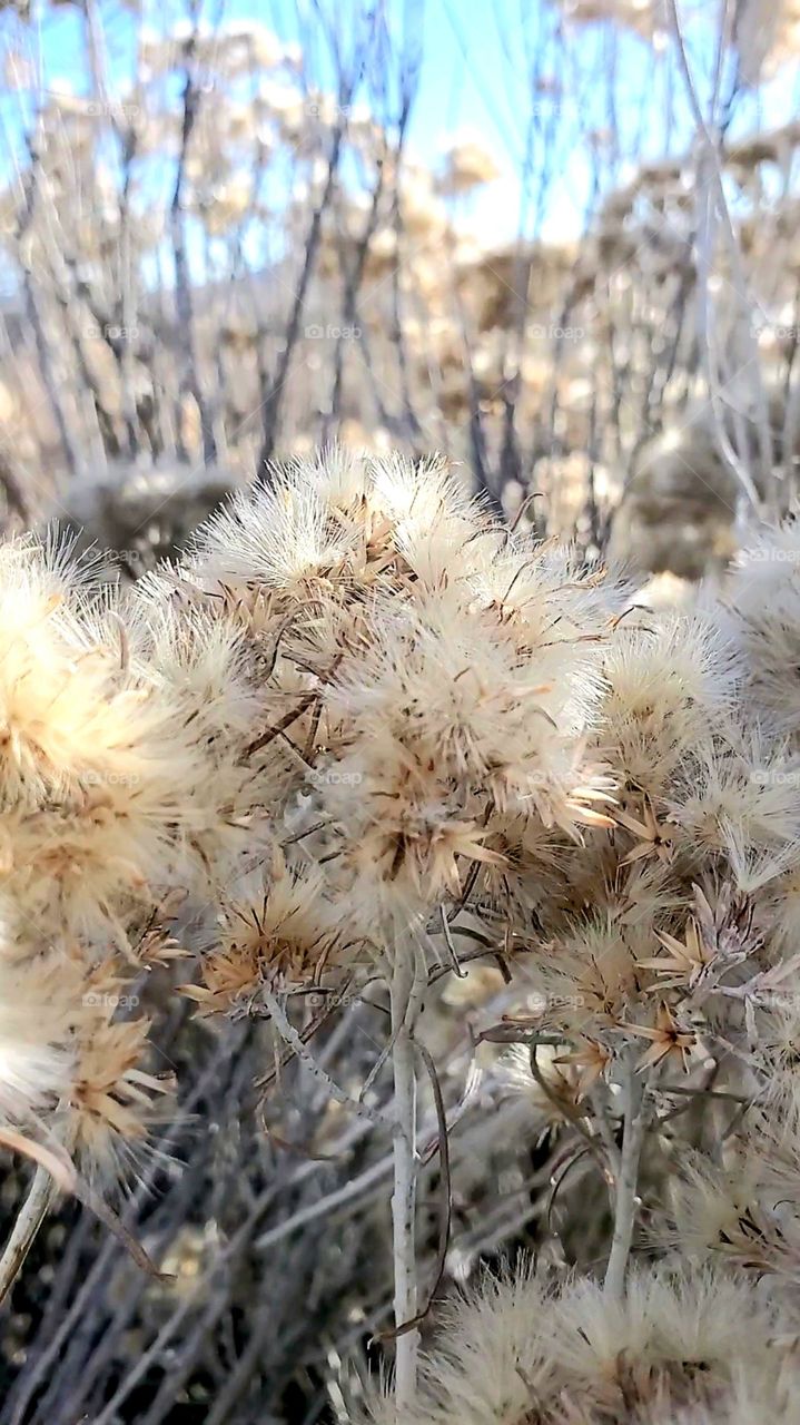 Idaho wildflower in Winter
