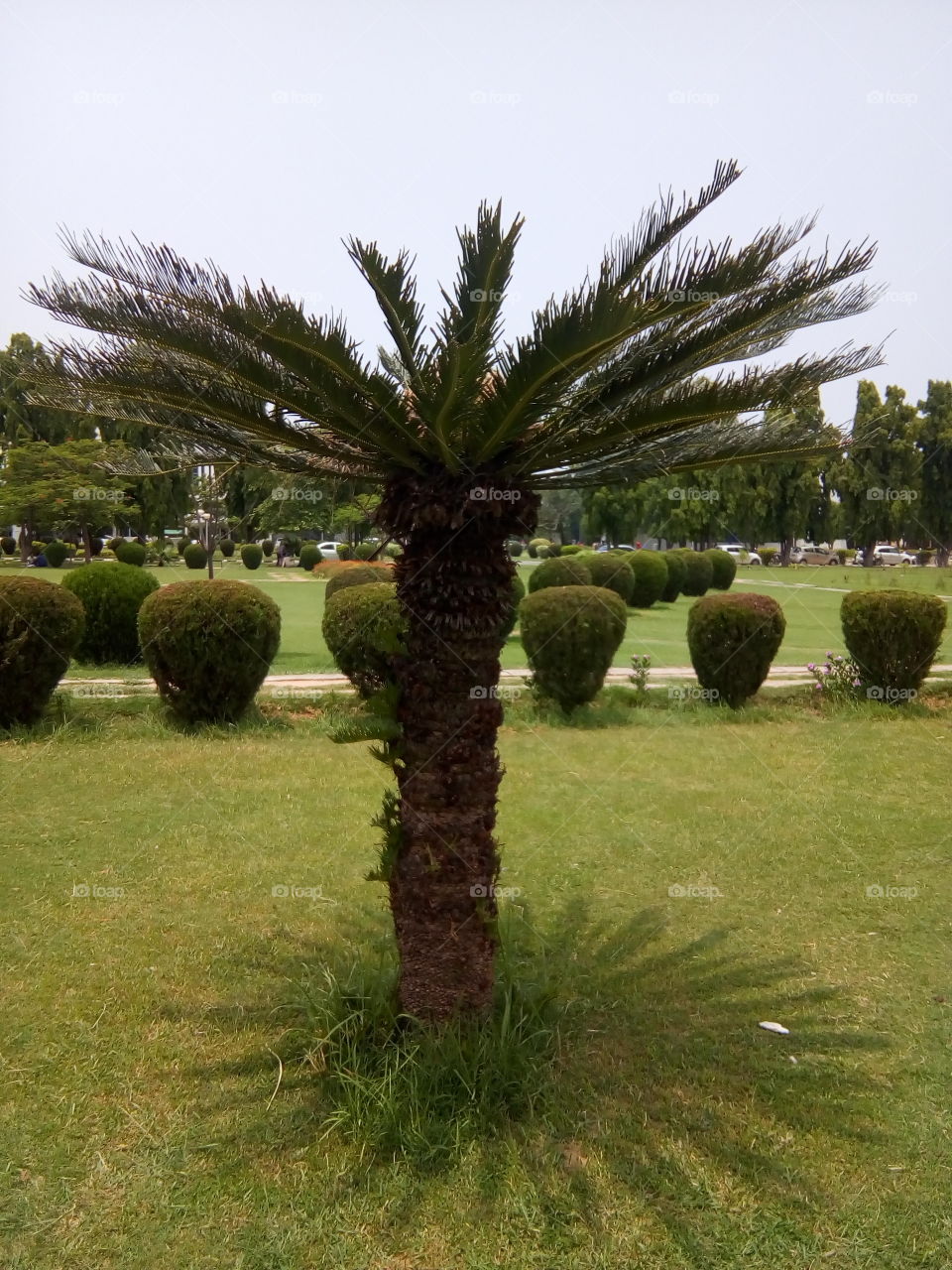 a beautiful sight with trees and plants.