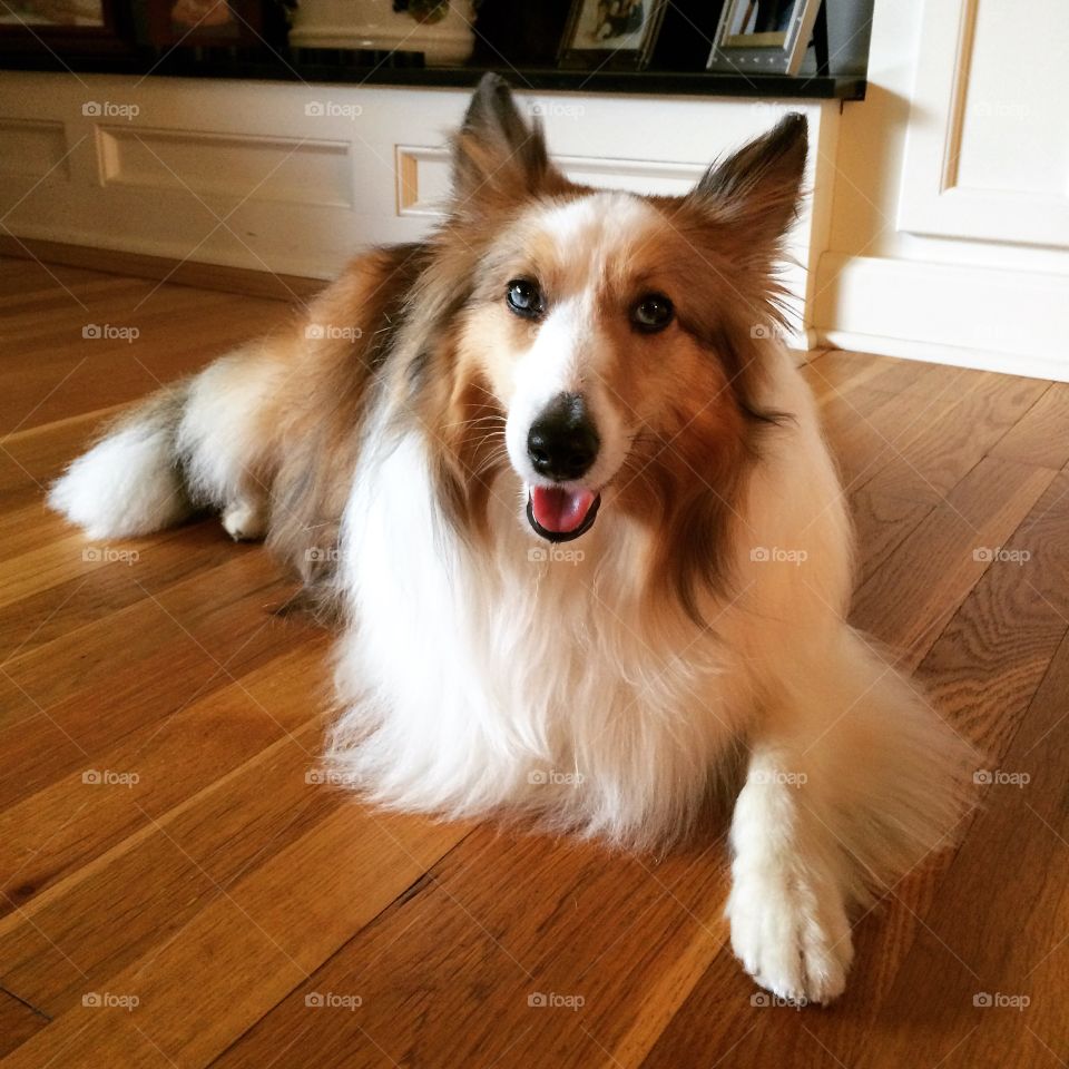 Bailey the sheltie