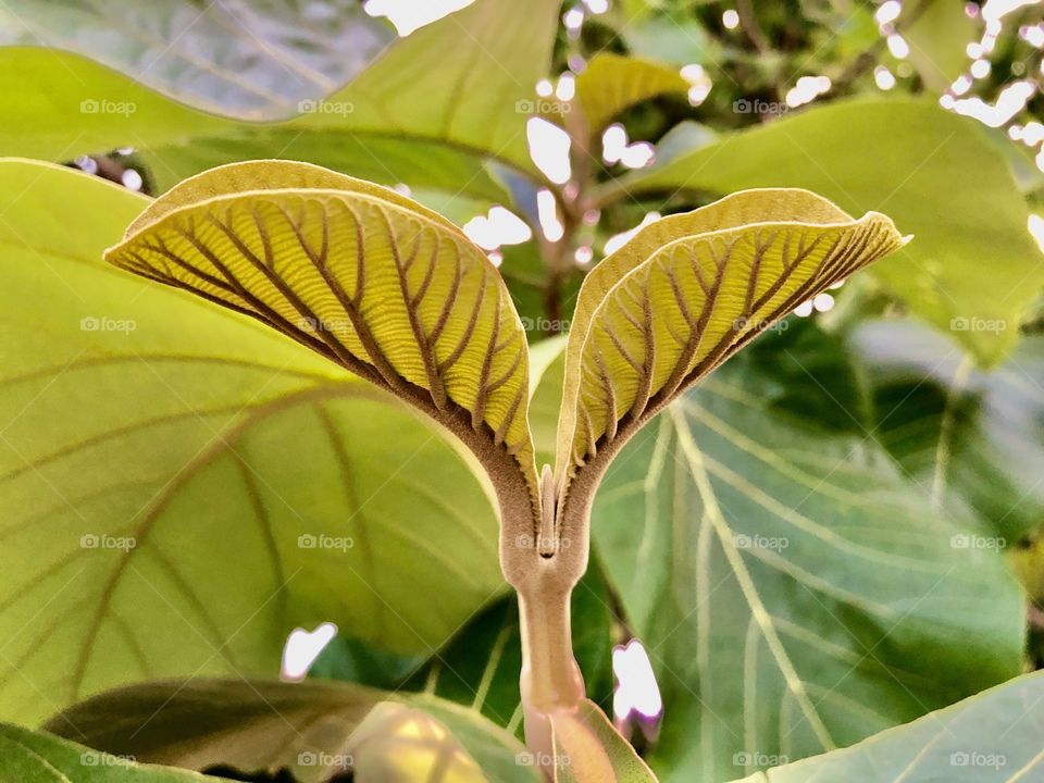 Green leaves 