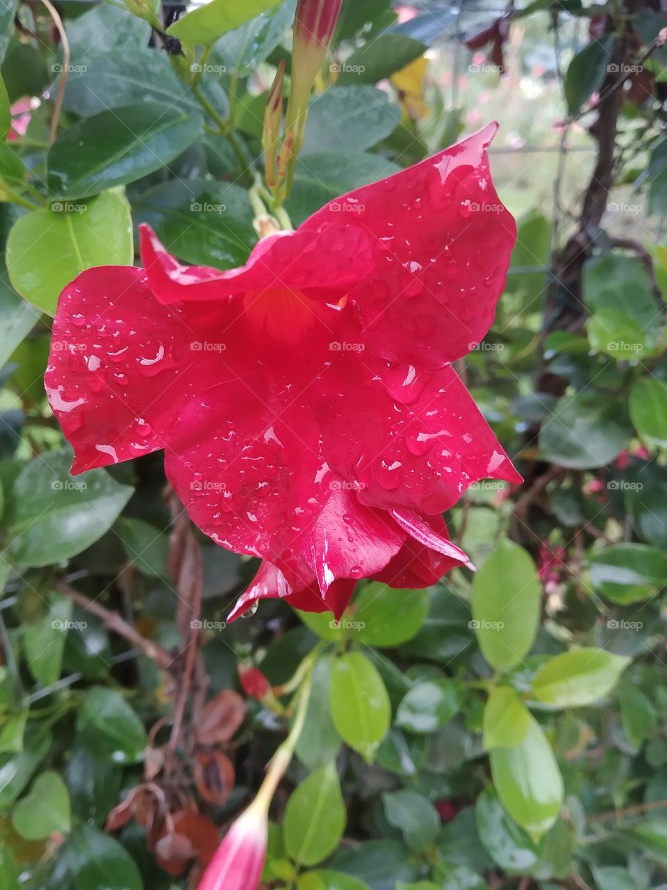 Red flower
