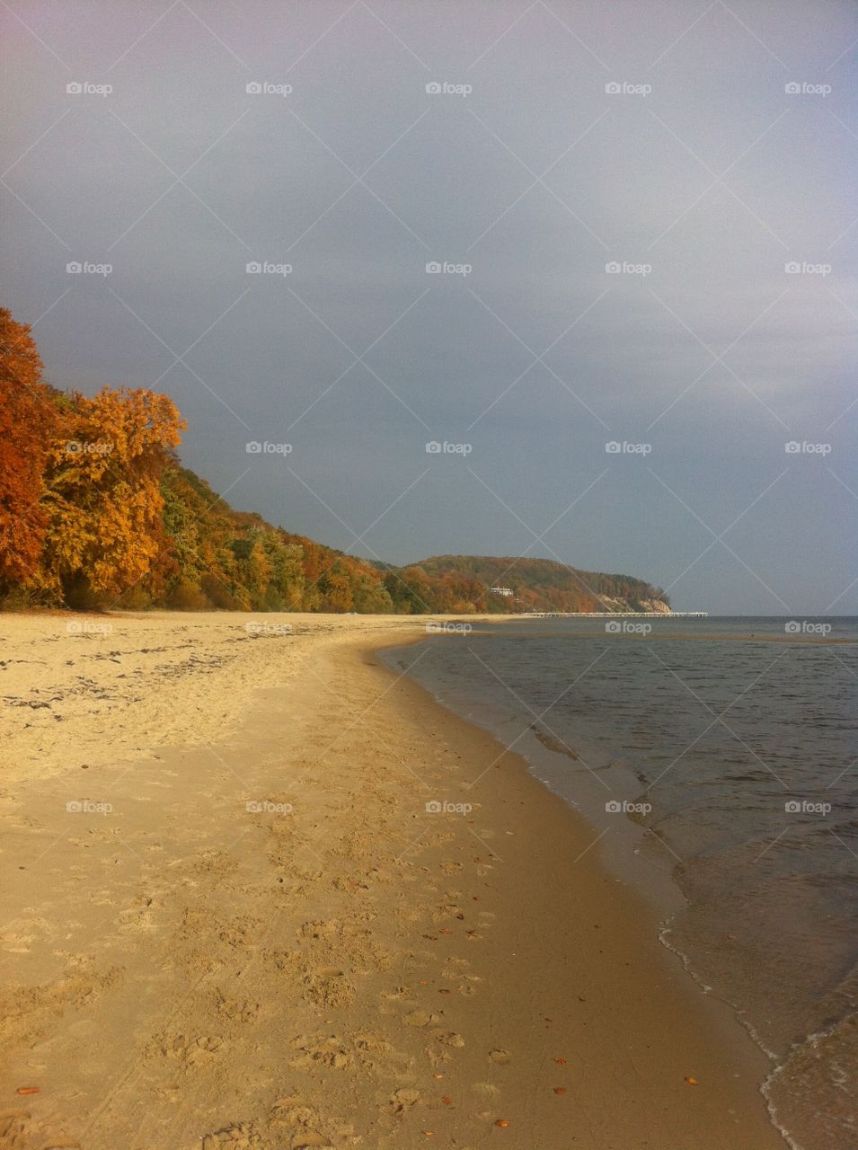 Trees in Autumn at beach
