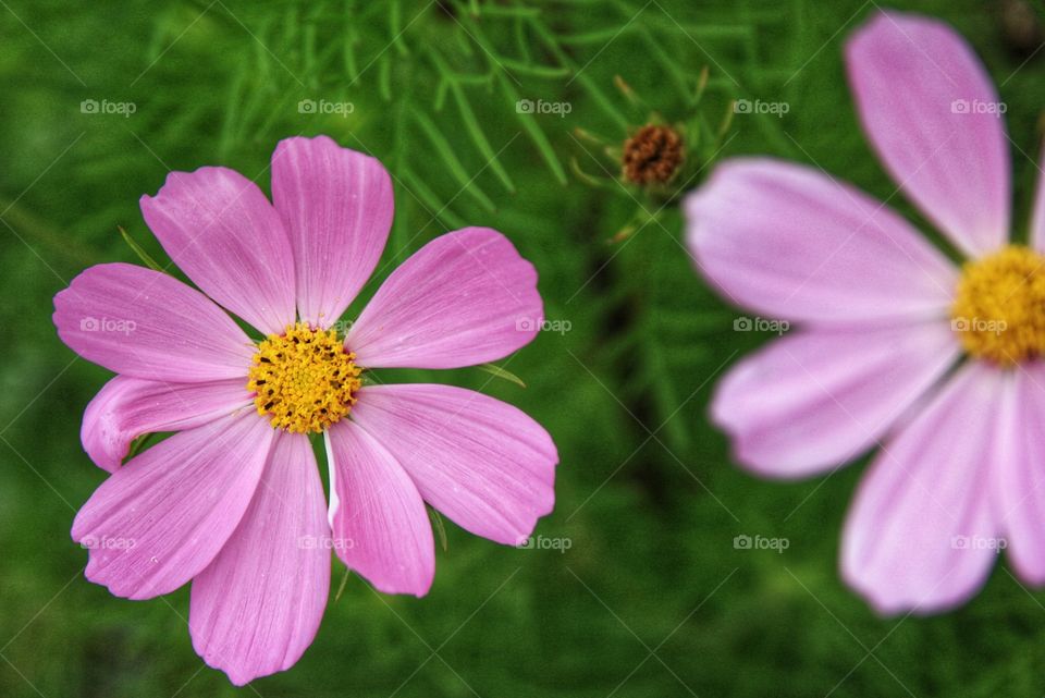 Portrait of a pink purple wild flower with a green background