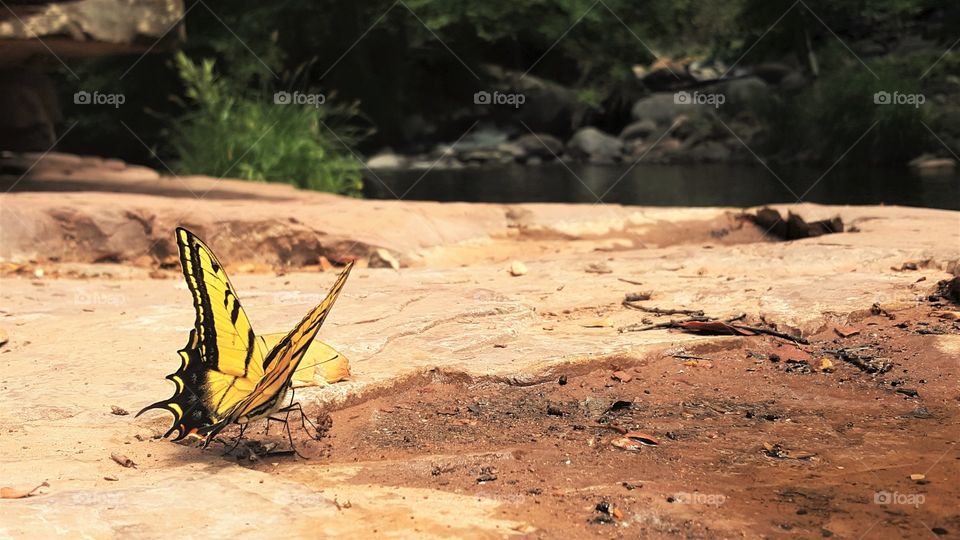 Butterflies fly away