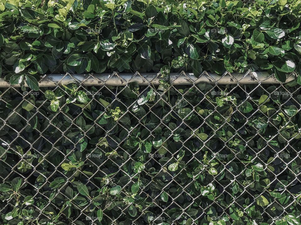 Bush with wire netting