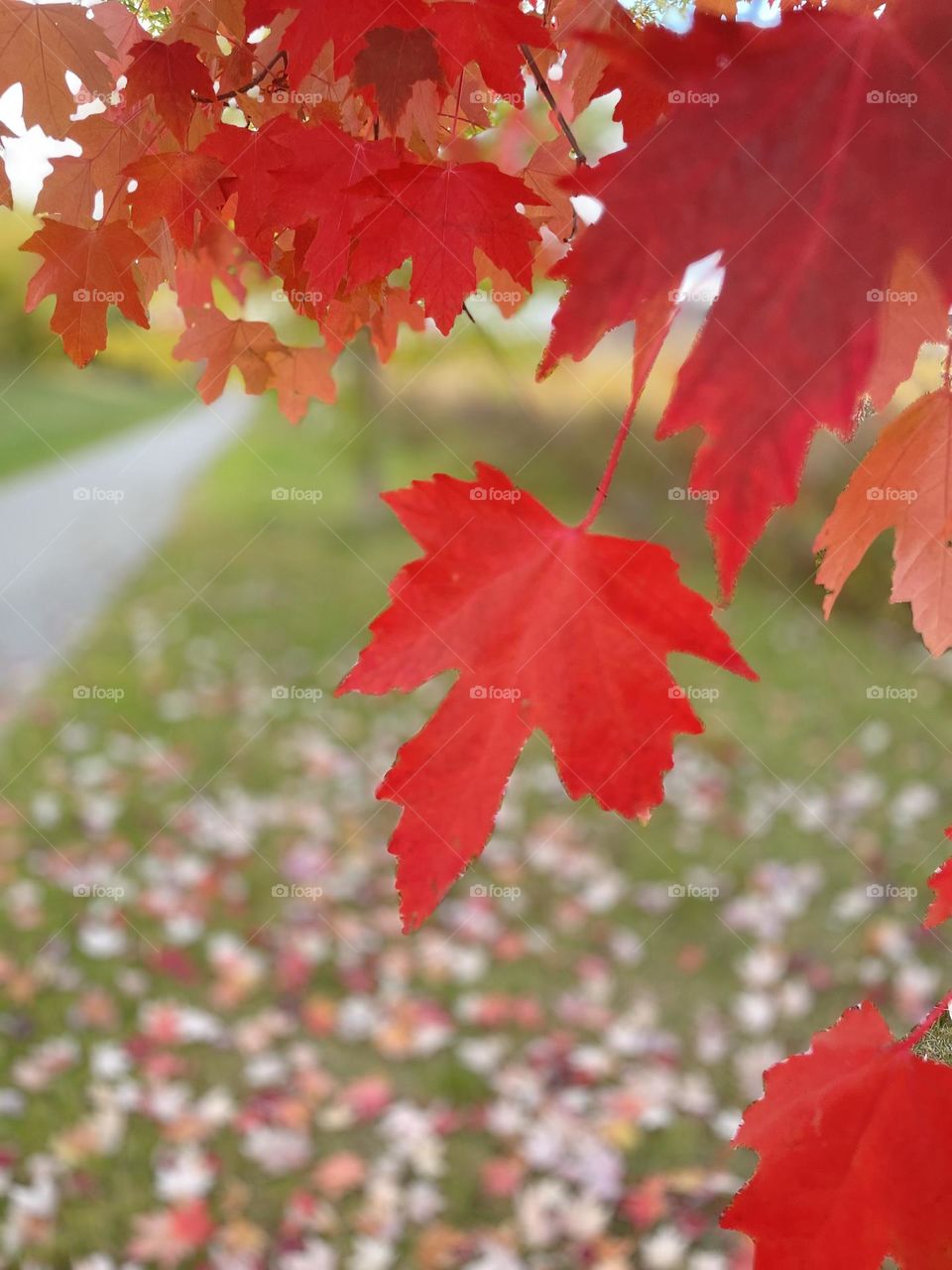 Red maple leaf of autumn. 