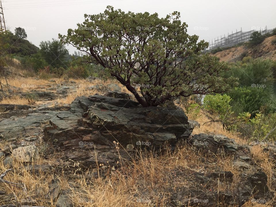 Growth in drought. Beautiful  Manzanita growing out of a rock along the river  