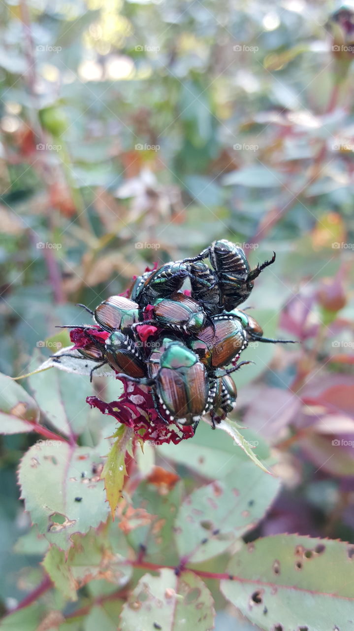 Bouquet of Beetles