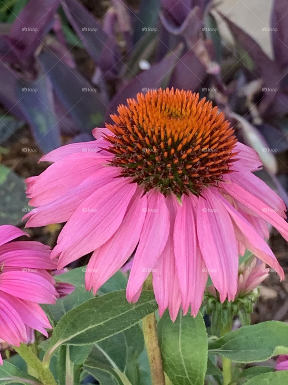 Pink Cone Flower