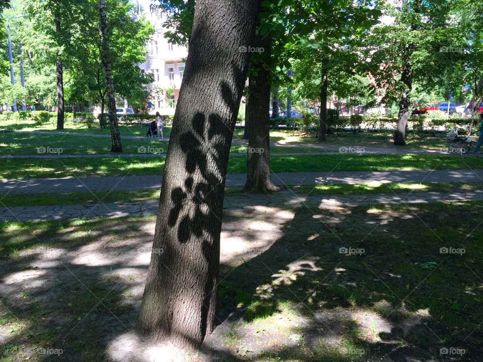 Shadows in the park