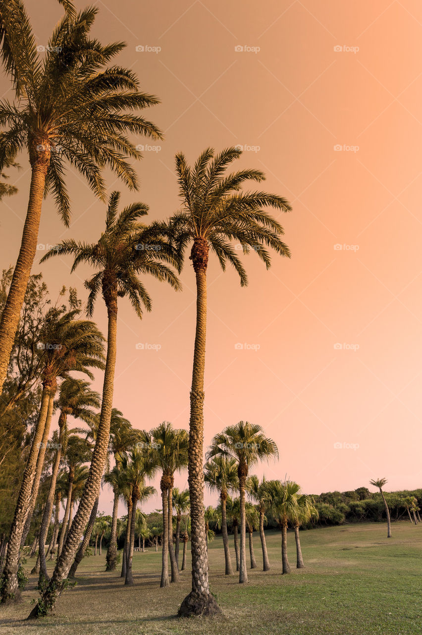 palm trees on meadow field 