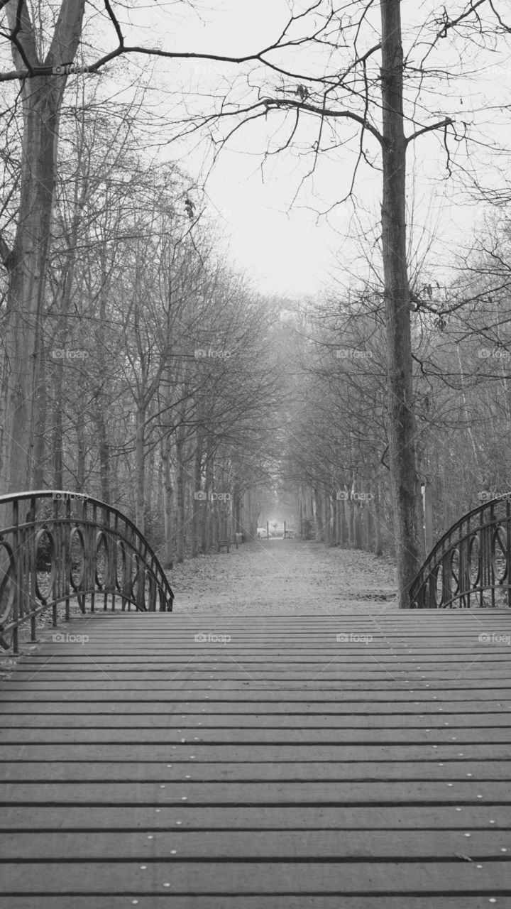 Small bridg in the park