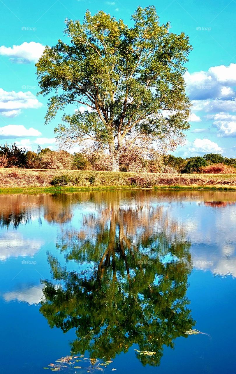Tree reflection on a fall day.
