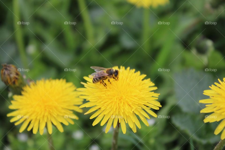 Yellow plant 💛💛💛