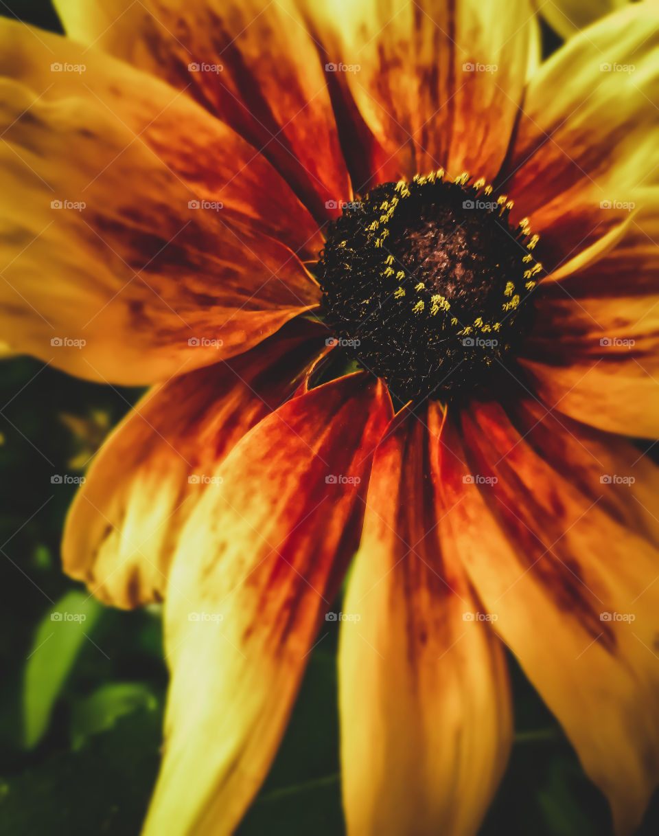 Golden hour Sunflower. A sunflower is illuminated by the setting sun.