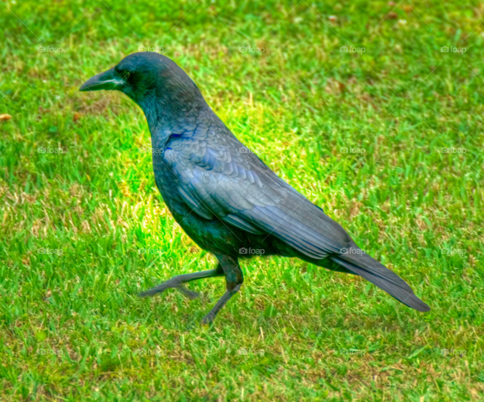 green black animal bird by lightanddrawing