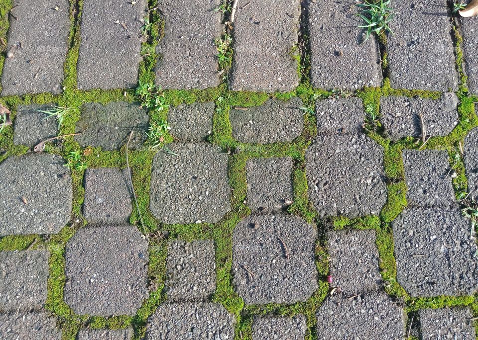 stone path with moss