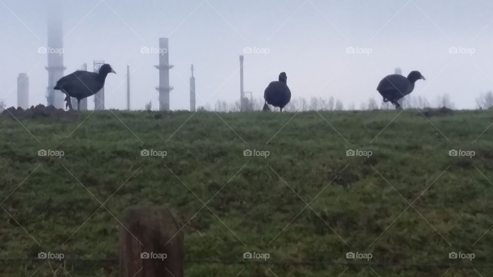 The power of three Ducks