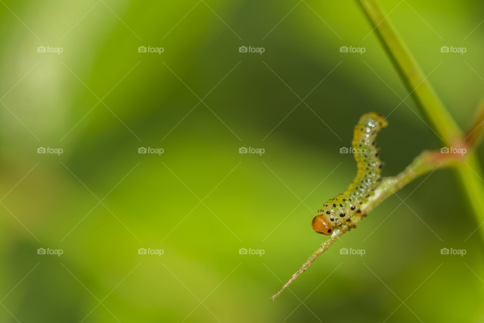 A little green caterpillar on Rose's leaves