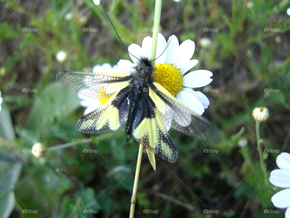 Ascalaphus libelluloides