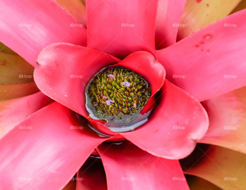 Bromeliad pollen
