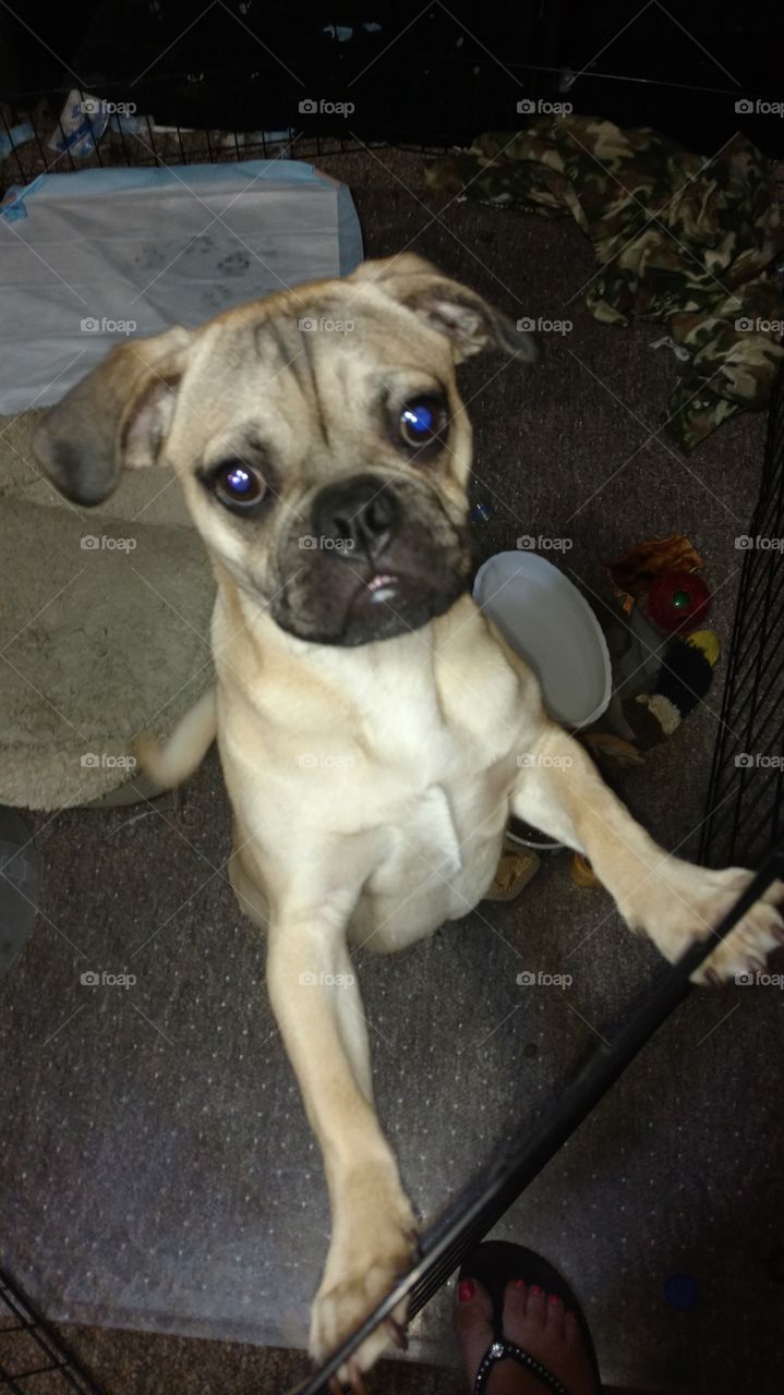 young puggle looking for attention