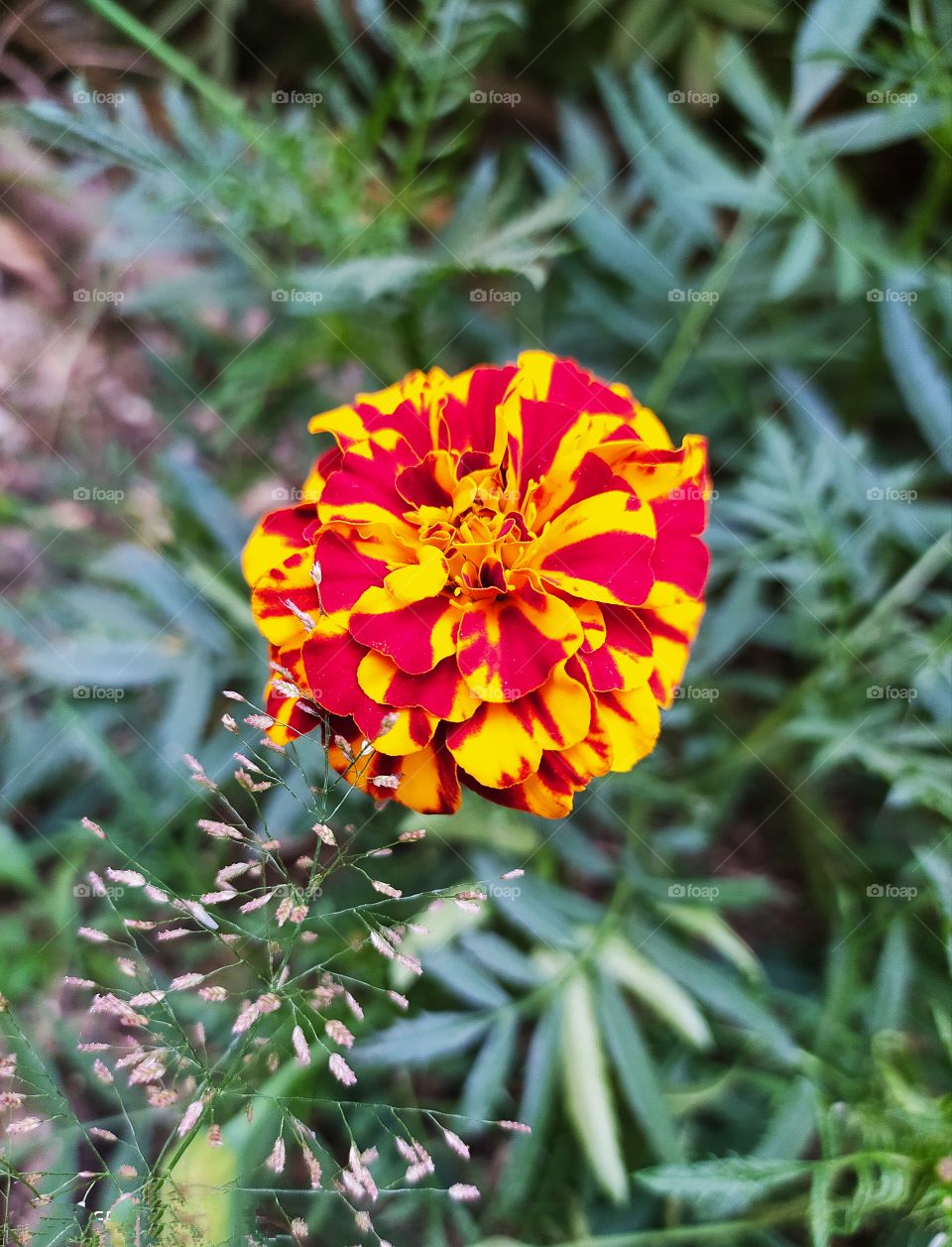 Marigold flower with combination of two colours aussum look