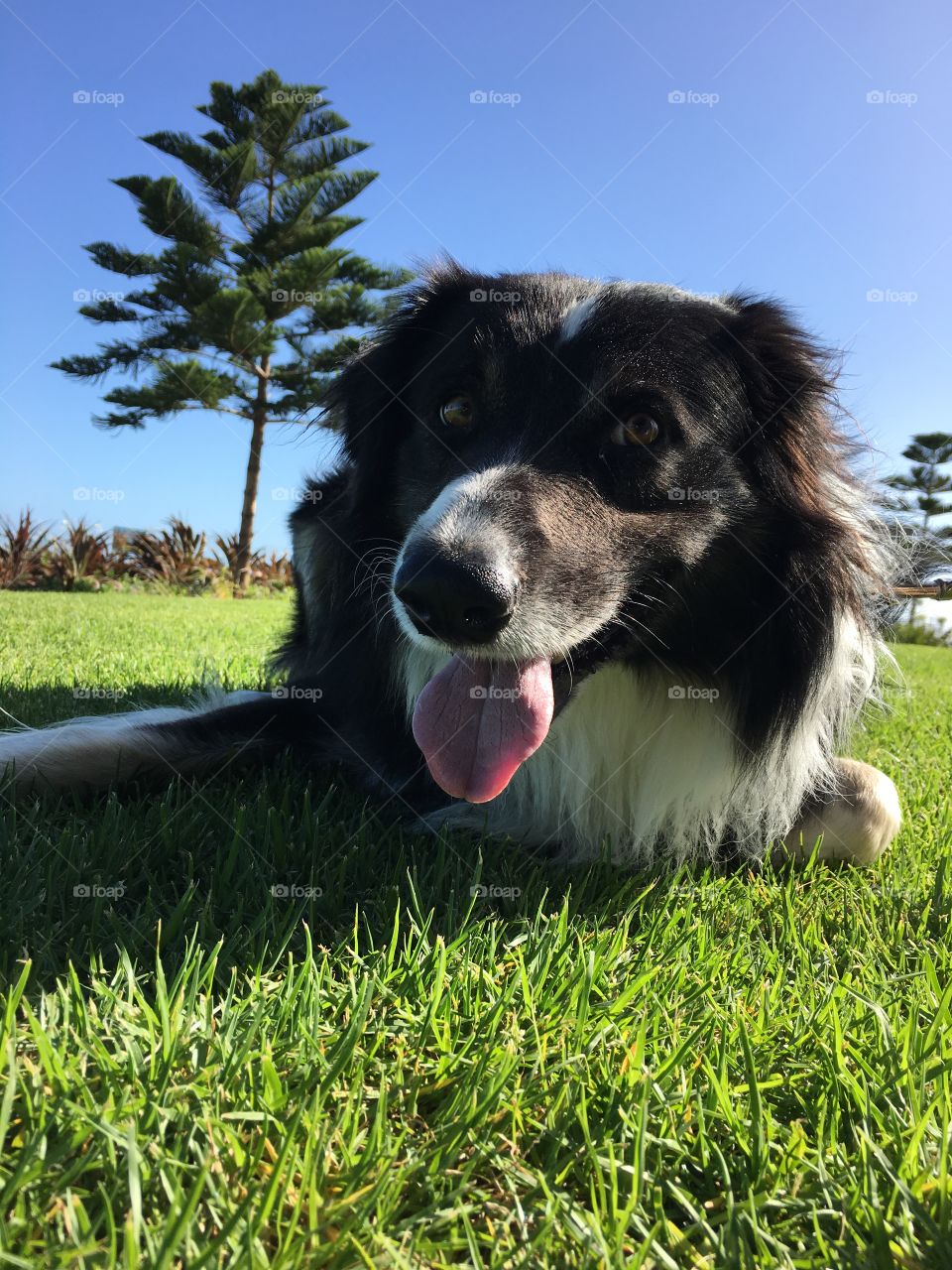 Happy dog laying on the grass 