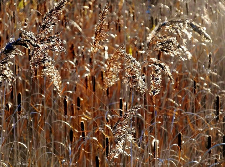 Fields of gold