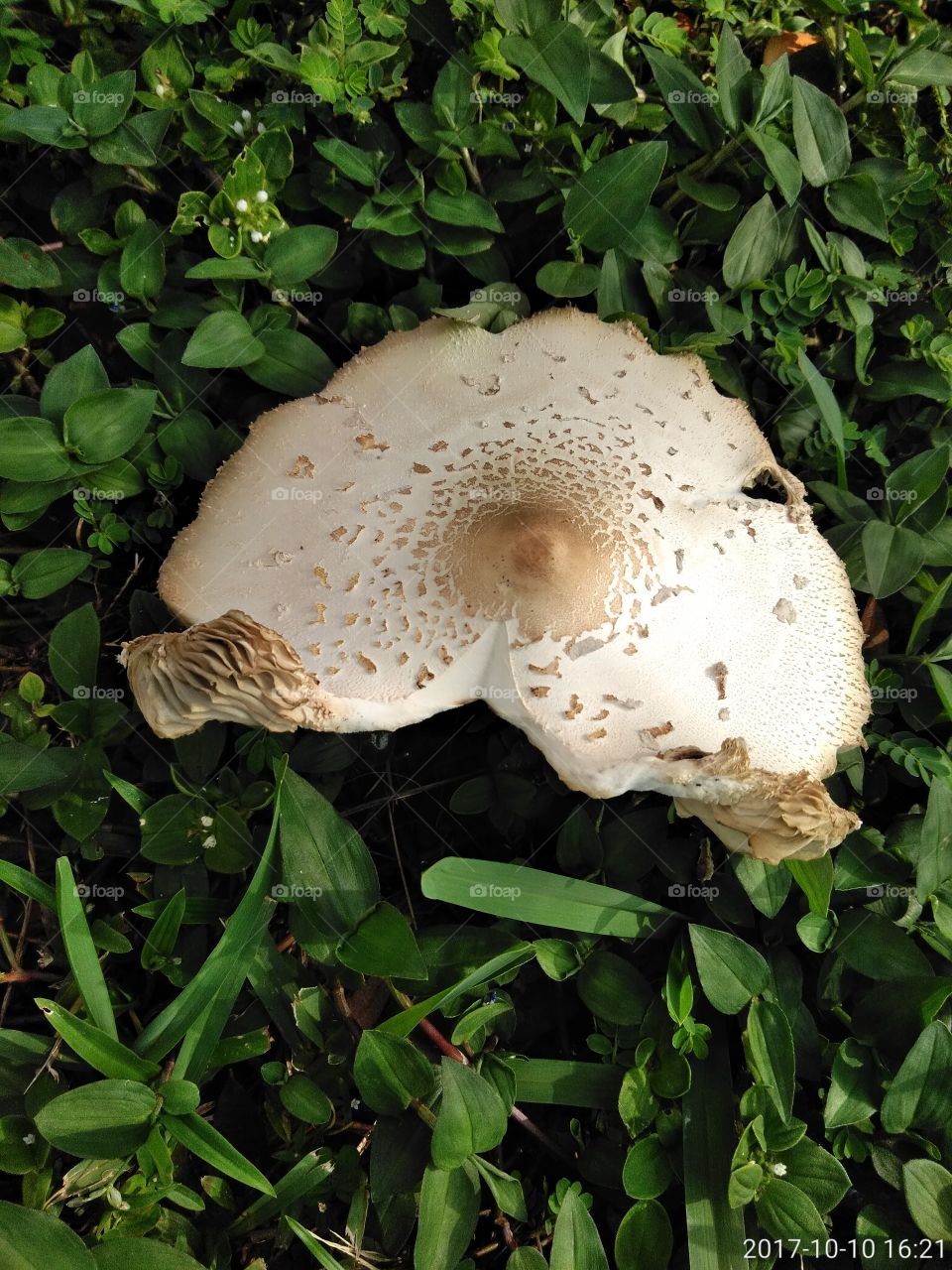 Mushroom sprouting