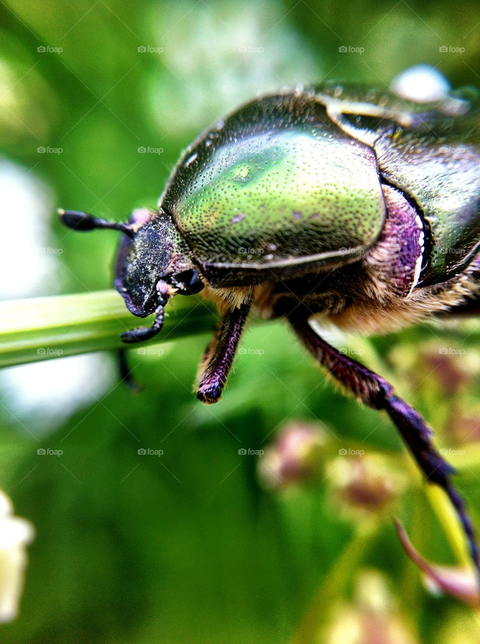 garden animals insects bugs by ka71
