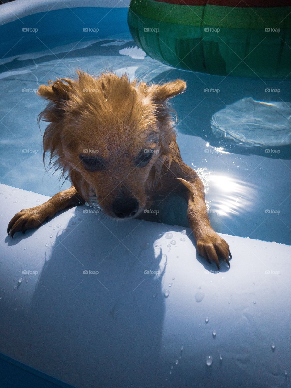 Small dog in paddling pool on hot summer day