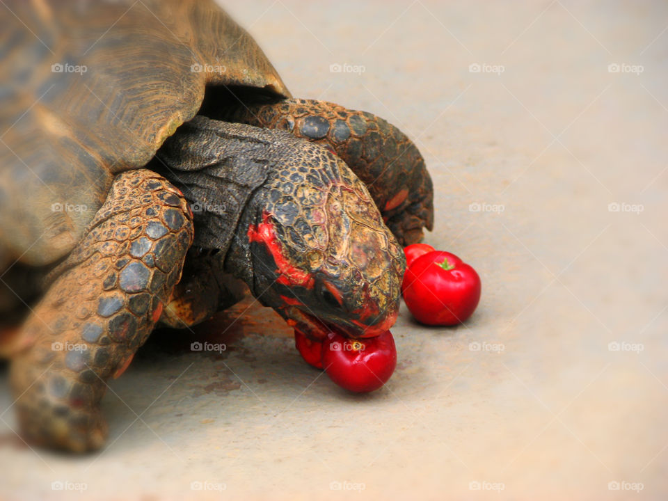 Turtle eating acerola